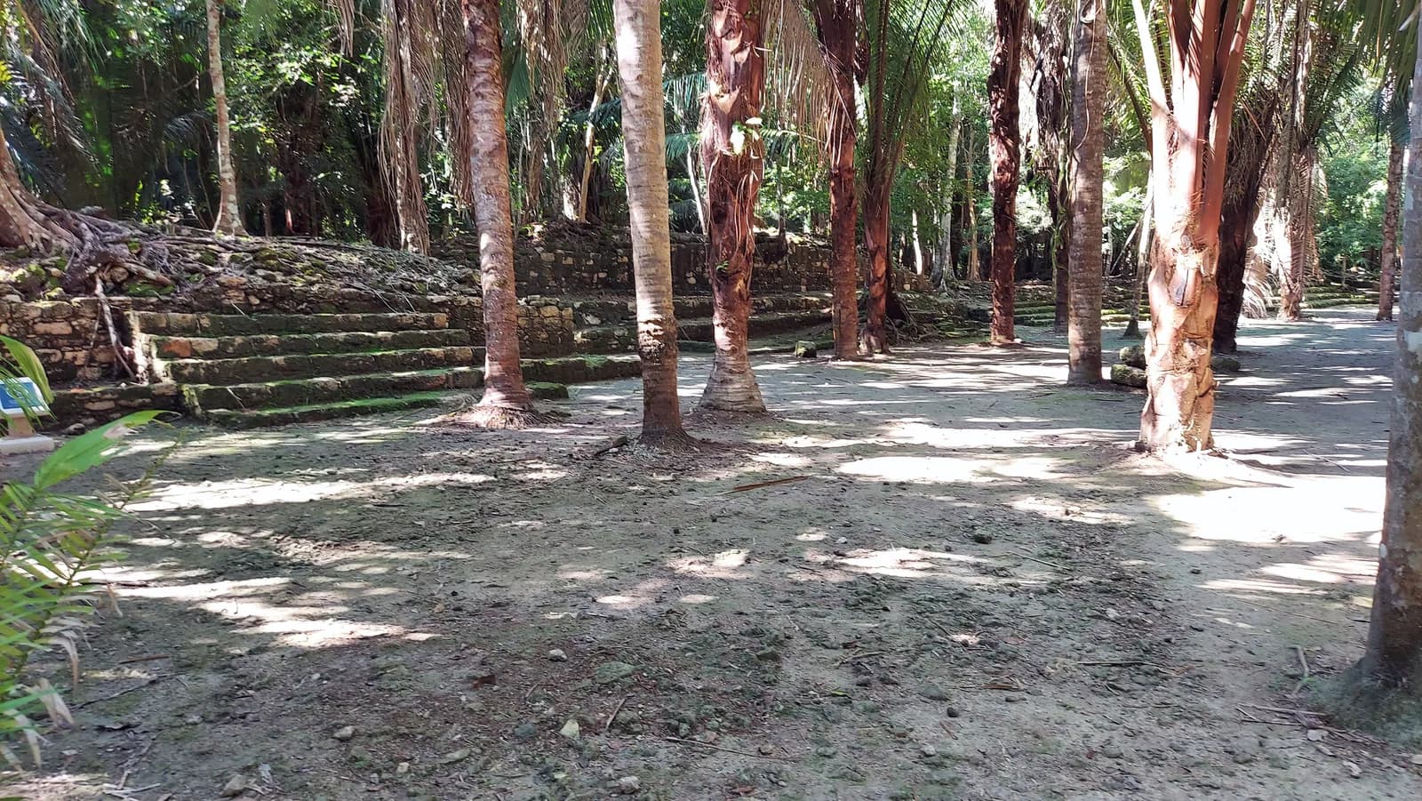 Stone structures in the residential area of the Chacchoben Maya archaeological site surrounded by jungle