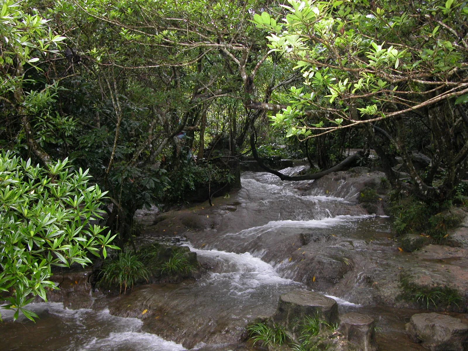 Whitewater rapids flowing between trees growing out of the riverbed in Xiaoqikong's water forest