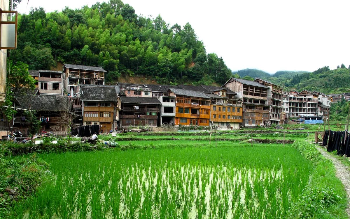Bright green rice paddies at the edge of Zhaoxing Dong village with traditional wooden houses stacked behind
